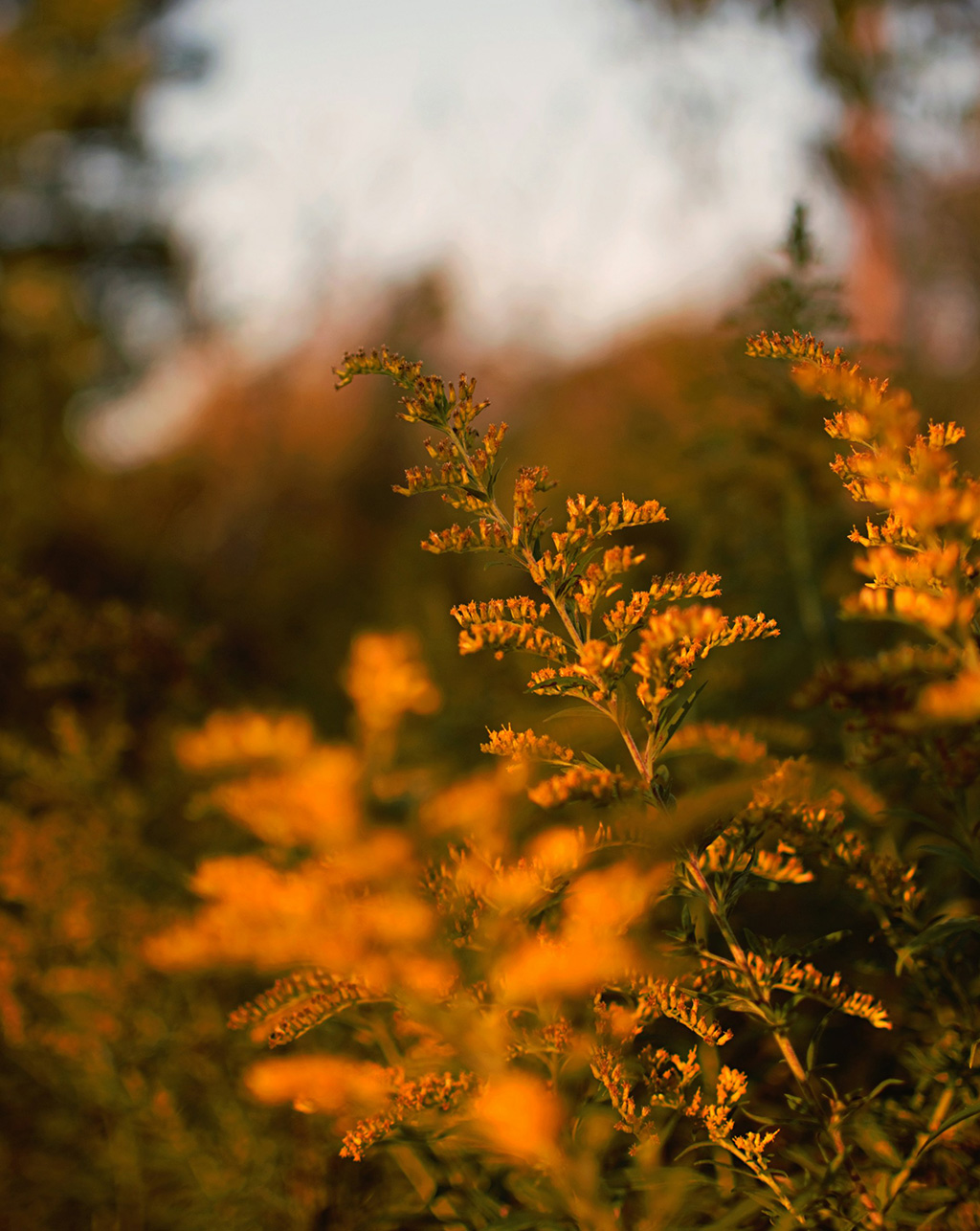 A goldenrod plant
