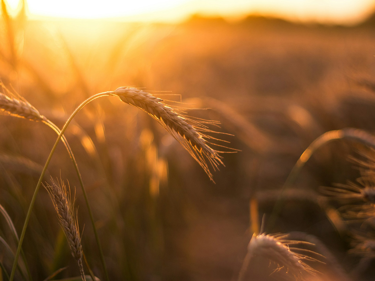 A stalk of wheat growing in the golden sun